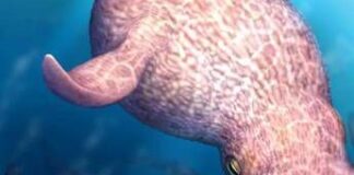 Il Kraken è esistito e dominava gli oceani, la scoperta sul ‘mostro dei mari’