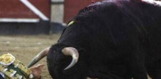 Il toro incorna e uccide il torero, lo choc in Spagna