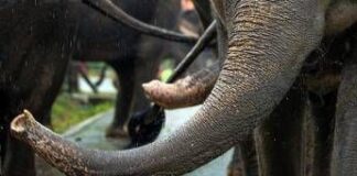 India, elefante dipinto di rosa muore 5 mesi dopo: gogna social per la fotografa russa