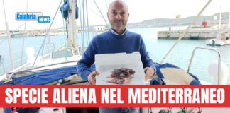 Circolo IBIS: due esemplari di pesce leone catturati nelle acque antistanti Crotone