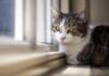 Microchip obbligatorio per cani e gatti, il Parlamento europeo ha dato l’ok definitivo