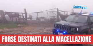 Carabinieri scoprono e sequestrano nel catanzarese 17 cavalli privi di tracciamento