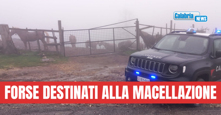 Carabinieri scoprono e sequestrano nel catanzarese 17 cavalli privi di tracciamento