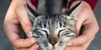 Primo vaccino Rna per i gatti, efficace contro 5 infezioni