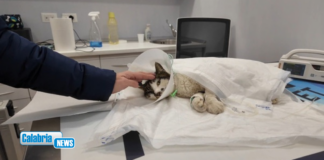 Rosi, la gattina di Tor Tre Teste a Roma: Guzzi “caso che interroga la coscienza collettiva”