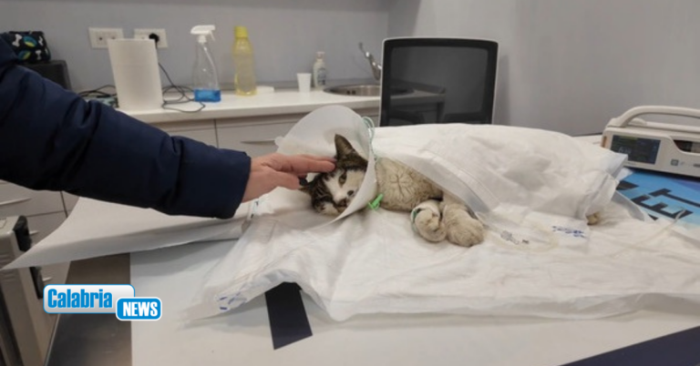 Rosi, la gattina di Tor Tre Teste a Roma: Guzzi “caso che interroga la coscienza collettiva”