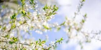 Sole e caldo con picchi estivi, ma non dura: il meteo dei prossimi giorni