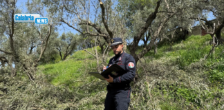 Squillace, oltre 280 ulivi abbattuti senza autorizzazione: a responsabili sanzione di oltre 200mila euro