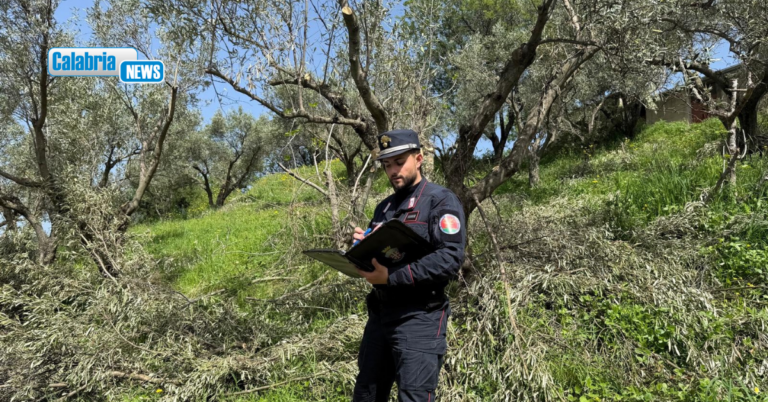 Squillace, oltre 280 ulivi abbattuti senza autorizzazione: a responsabili sanzione di oltre 200mila euro