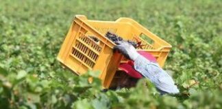 Tragedia nei campi, bracciante 29enne si impicca a Torretta Antonacci