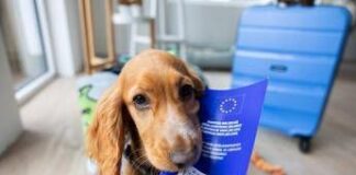 Viaggiare con cane e gatto in Europa, scattano nuove regole: documenti obbligatori e cosa cambia