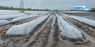 Maltempo: danni alle produzioni agricole dell’Alto Jonio Cosentino, campi allagati nel Crotonese