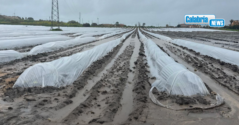 Maltempo: danni alle produzioni agricole dell’Alto Jonio Cosentino, campi allagati nel Crotonese