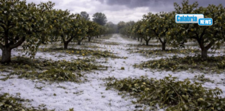 Maltempo 1 aprile: Regione chiede riconoscimento stato calamità comparto agricolo Alto Ionio