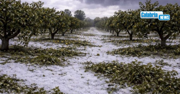 Maltempo 1 aprile: Regione chiede riconoscimento stato calamità comparto agricolo Alto Ionio