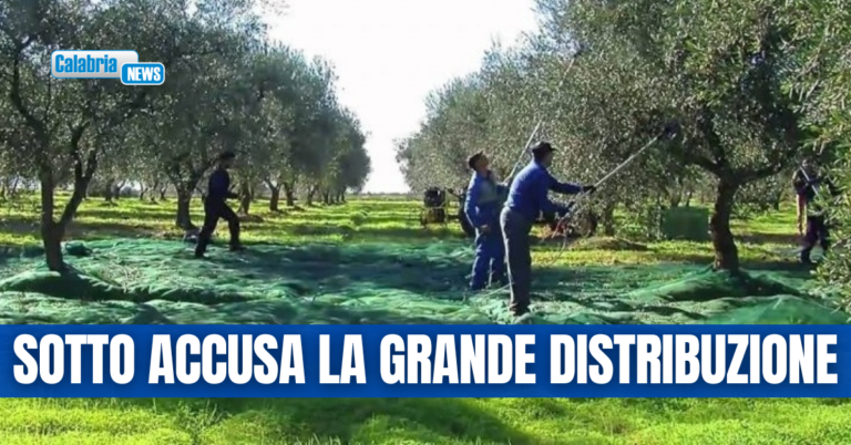 Coldiretti Calabria, aziende costrette a vendere sottocosto olio extravergine
