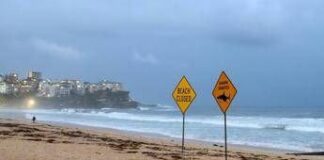 Australia, uomo muore dopo attacco di squalo al largo di Perth