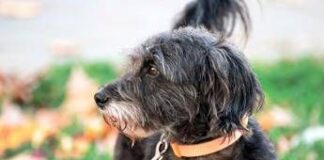 Avere un cane protegge il cuore e allunga la vita, il maxi studio