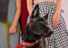 Cannes, il cane Yuri vince la Palm Dog: è la star del film ‘La Perra’