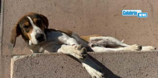 Caulonia, vicesindaco denuncia: sette cani avvelenati, sdegno nella Comunità che chiede giustizia