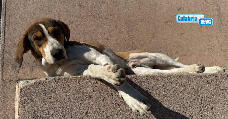 Caulonia, vicesindaco denuncia: sette cani avvelenati, sdegno nella Comunità che chiede giustizia