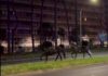 Cavalli in fuga a Roma, 4 vigili urbani fuori dalla parata del 2 giugno