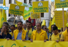 Olio calabrese, patrimonio da proteggere: Coldiretti Calabria chiede controlli anti-frode e stop a trafficanti e sottocosto