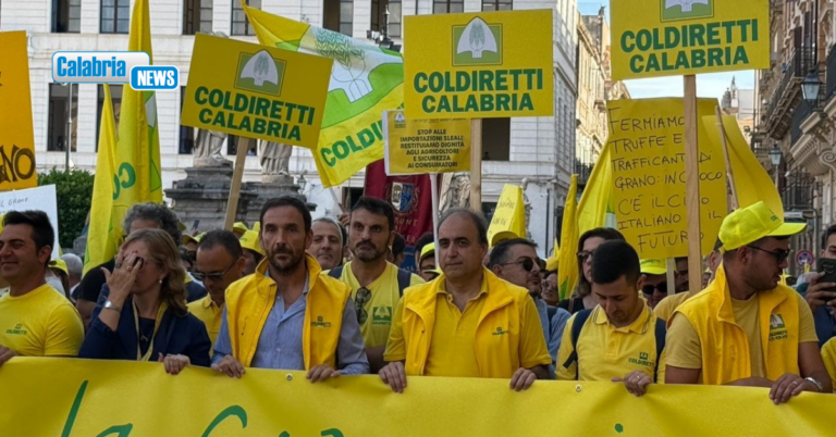 Olio calabrese, patrimonio da proteggere: Coldiretti Calabria chiede controlli anti-frode e stop a trafficanti e sottocosto