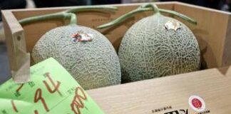 Due meloni venduti a 31mila euro, l’asta choc in Giappone per i frutti ‘d’oro’