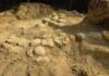 In Francia trovate oltre 100 uova di dinosauro, hanno 72 milioni di anni