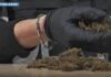 Maxi operazione della polizia: 1.335 arresti, sequestrati 450 kg di droga