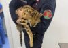 Milano, trovato e catturato un gattopardo africano nel parco di Garbagnate