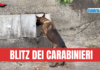 VIDEO-Pentone, il fiuto del cane “Manco” scova la droga nascosta in alcuni contatori dell’acqua