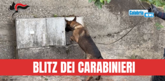 VIDEO-Pentone, il fiuto del cane “Manco” scova la droga nascosta in alcuni contatori dell’acqua