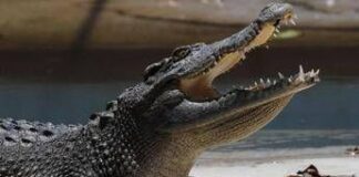 Pistoia, “c’è un coccodrillo nel laghetto”: scattate le ricerche