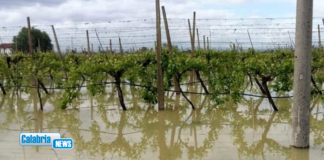 Agricoltura, approvata declaratoria calamità naturale per i danni dei cicloni Harry e Nils
