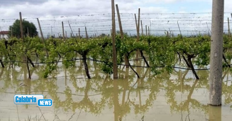 Agricoltura, approvata declaratoria calamità naturale per i danni dei cicloni Harry e Nils