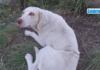 San Giovanni in Fiore, cagnolina ferita da trappola d’acciaio: Bracconieri identificati e deferiti