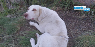 San Giovanni in Fiore, cagnolina ferita da trappola d’acciaio: Bracconieri identificati e deferiti