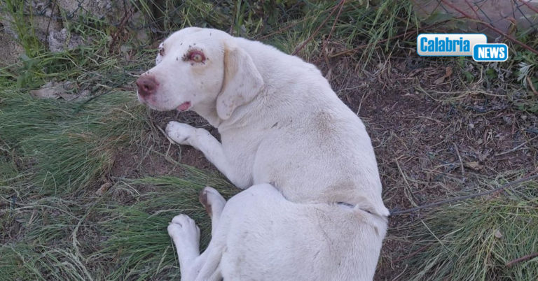 San Giovanni in Fiore, cagnolina ferita da trappola d’acciaio: Bracconieri identificati e deferiti