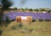 A giugno Roma si tinge di viola: torna la festa della lavanda al Lavandeto di Roma