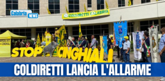 Cinghiali fuori controllo: Emergenza in Sila, a rischio la Patata IGP. Subito piena attuazione del Piano straordinario