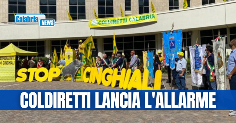 Cinghiali fuori controllo: Emergenza in Sila, a rischio la Patata IGP. Subito piena attuazione del Piano straordinario