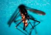 Estate, allarme zanzare: “Con caldo ciclo più rapido e rischio Dengue-West Nile”