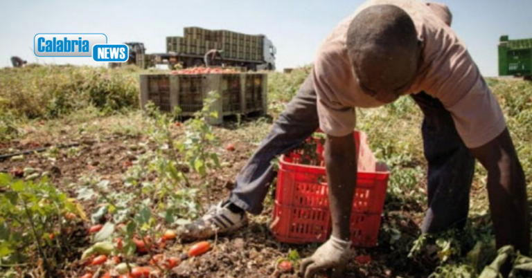 Economia sommersa, analisi Cgia: Calabria in cima alla classifica nazionale per lavoro nero e caporalato