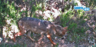 Il lupo torna nelle Riserve naturali di Tarsia e Foce Crati. Con il capriolo sale a 26 il numero delle specie di mammiferi presenti