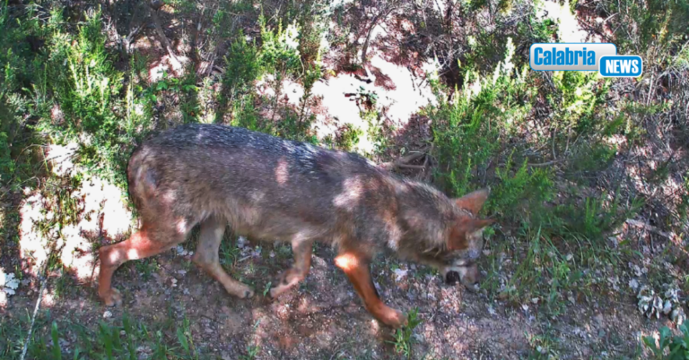 Il lupo torna nelle Riserve naturali di Tarsia e Foce Crati. Con il capriolo sale a 26 il numero delle specie di mammiferi presenti