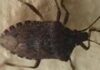 Malattia di Chagas spaventa l’America Latina, circa 6 mln convivono con l’infezione parassitaria