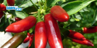Peperoncino di Calabria IGP, Gallo: “Da oggi il simbolo della nostra identità è ufficialmente tutelato dall’Europa”