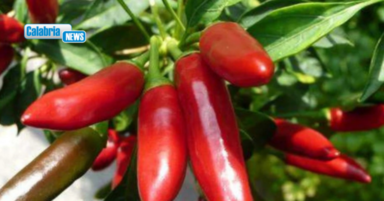 Peperoncino di Calabria IGP, Gallo: “Da oggi il simbolo della nostra identità è ufficialmente tutelato dall’Europa”